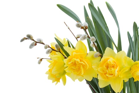 bouquet of daffodil with catkins isolated on whiteの写真素材