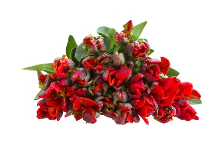 pile of red parrot tulips isolated on white backgroundの写真素材