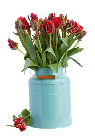 fresh spring tulips in blue vase isolated on white backgroundの写真素材