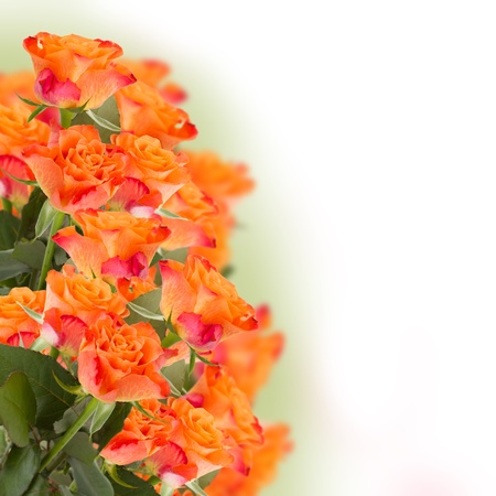bunch of orange roses on white  backgroundの写真素材