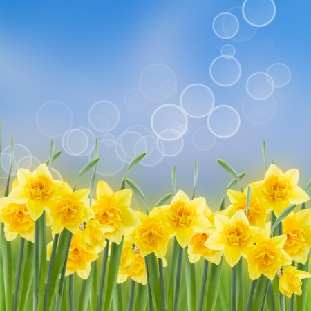 spring narcissus in garden on blue bokeh backgroundの写真素材
