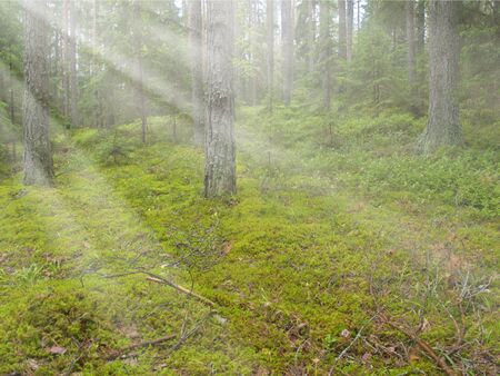 beautiful deep green pine and fir forest with sun beamsの写真素材