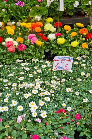 variety of flowers in pots on display in shop at flower market in Amstardamの写真素材