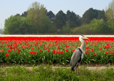 Dutch red and white  tulips field with Grey Heron birdの写真素材