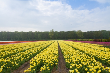Famouse dutch yellow tulip field with rowsの写真素材