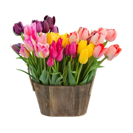 tulip flowers in wooden pot isolated on white backgroundの写真素材