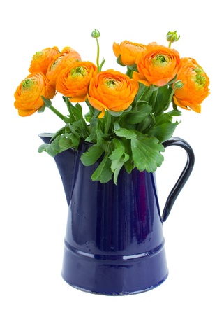 orange ranunculus flowers isolated on white backgroundの写真素材