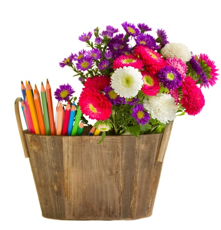 Pencils and aster flowers isolated on white backgroundの写真素材