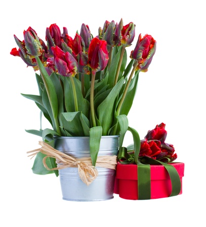 fresh spring tulips in metalic pot with present box isolated on white backgroundの写真素材