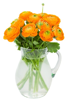 orange ranunculus flowers in vase   isolated on white backgroundの写真素材