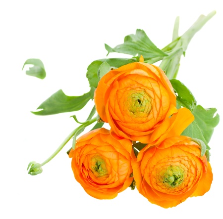 orange ranunculus flowers  isolated on white backgroundの写真素材