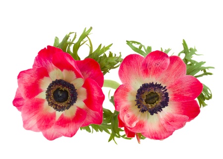 two red anemone flowers isolated on white backgroundの写真素材