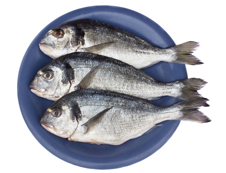 gilt head  dorada  on blue  plate isolated on white backgroundの写真素材