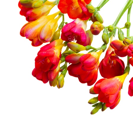 red  freesia flowers close up isolated on white backgroundの写真素材