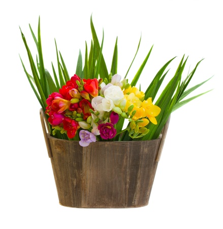 bouquet of freesias flowers in wooden pot  with green leaves isolated on white backgroundの写真素材