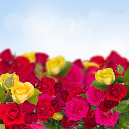 multcolored garden roses on a blue skyの写真素材