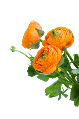 three orange ranunculus flowers  isolated on white backgroundの写真素材