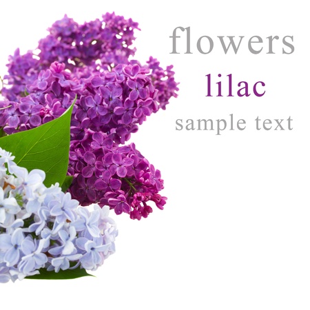 lilac flowers isolated on white backgroundの写真素材