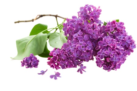 Branch with lilac flowers  isolated on white backgroundの写真素材