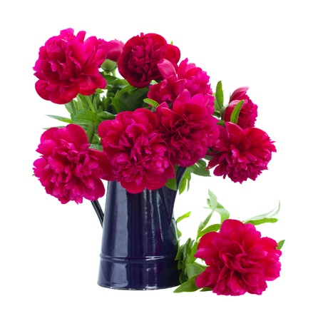 bouquet of peonies in blue pot isolated on white backgroundの写真素材
