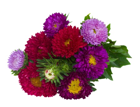 bouquet of red and violet  aster flowers   isolated on white backgroundの写真素材
