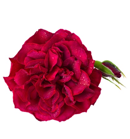 one red garden rose with bud   isolated on white backgroundの写真素材