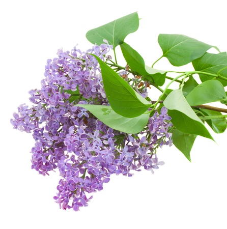 Branch with lilac flowers  isolated on whiteの写真素材