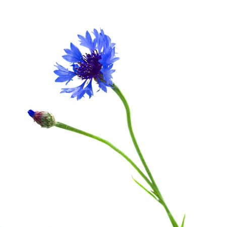 blue corn flower with bud  isolated on white backgroundの写真素材