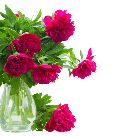 peony flowers in vase isolated on white backgroundの写真素材