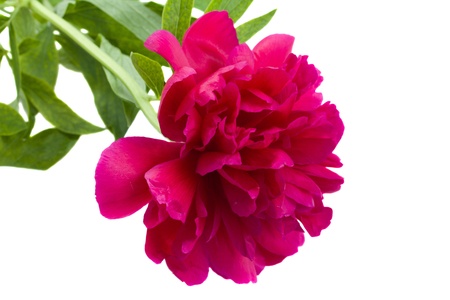 one  peony flowers  isolated on white backgroundの写真素材