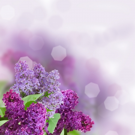 Branch with lilac flowers  with defocused coppy space backgroundの写真素材