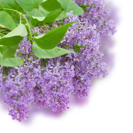 Bush with with lilac flowers  isolated on white backgroundの写真素材