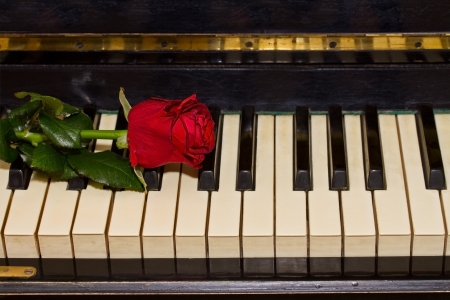 one red rose on vintage piano keyboardの写真素材