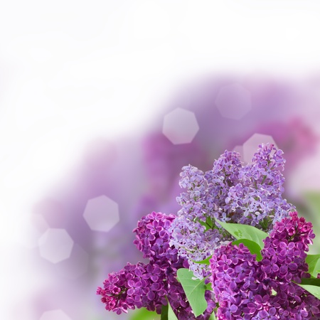 Branch with lilac flowers  isolated on whiteの写真素材