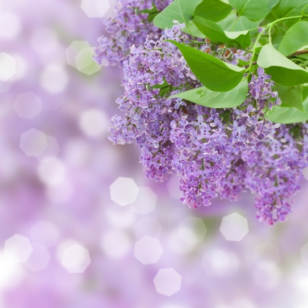 Lilac flowers tree on defocused backgroundの写真素材