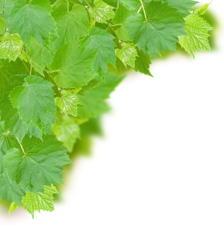 frame of  of grape leaves isolated on white backgroundの写真素材