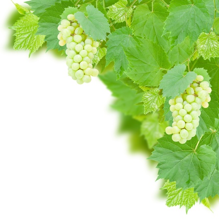 White grapes and leaves isolated on white backgroundの写真素材