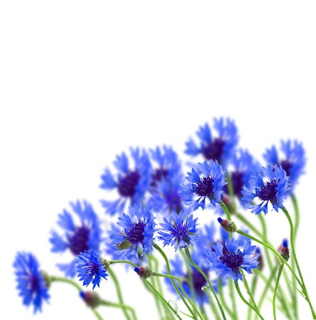 growing blue corn flower in field isolated on white  backgroundの写真素材