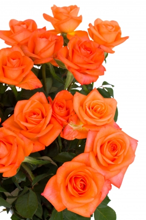 bouquet of  orange roses isolated on white backgroundの写真素材