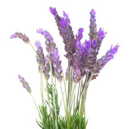 Lavender flowers isolated on white backgroundの写真素材