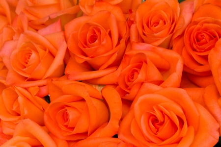 bouquet of orange luxury roses close upの写真素材
