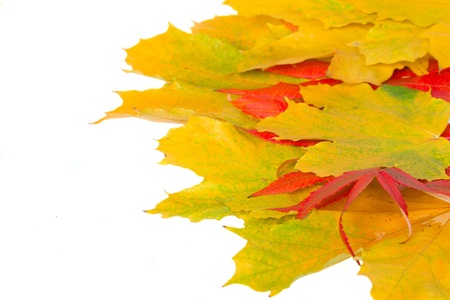 fall leaves isolated on white background close upの写真素材