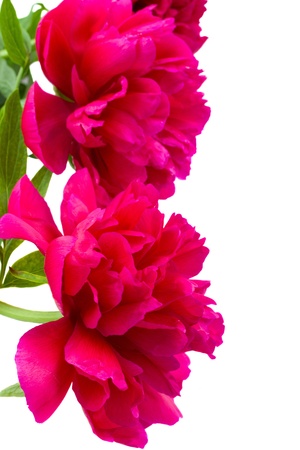 border of peony flowers  isolated on white backgroundの写真素材