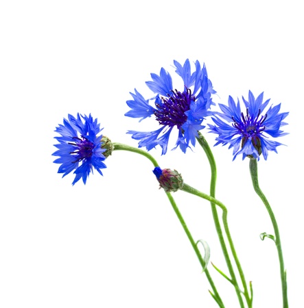 blue corn flowers   isolated on white backgroundの写真素材
