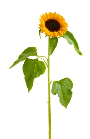 single  beautiful  sunflower  isolated on white backgroundの写真素材