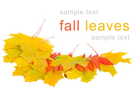 yellow and red fall leaves isolated on white backgroundの写真素材