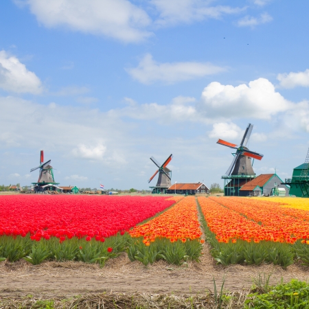dutch windmills over tulips field in sunny day, Hollandの写真素材