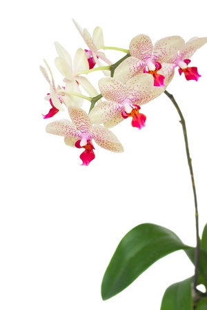 branch of white with violet orchid isolated on white backgroundの写真素材