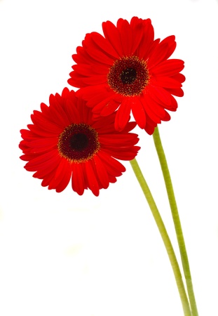 two red  gerbera flowers isolated on white backgroundの写真素材