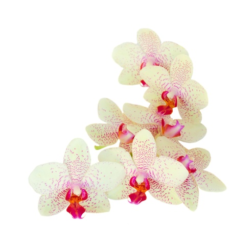 pile  of orchid flowers  isolated on white backgroundの写真素材
